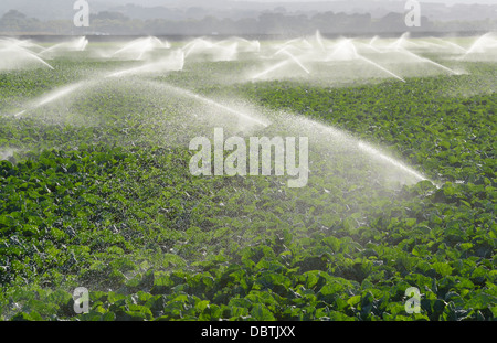 Watering crops, Salinas Valley, central CA Stock Photo