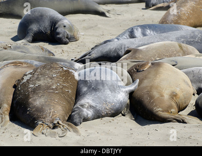 Northern elephant seals, Mirounga angustirostris, hauled out at Piedras Blancas beach, San Simeon, CA Stock Photo