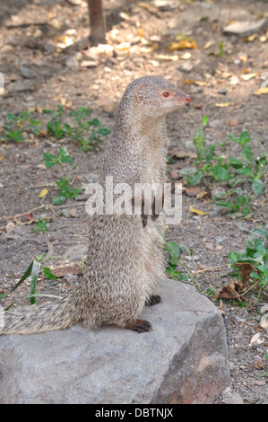 Indian gray mongoose Stock Photo