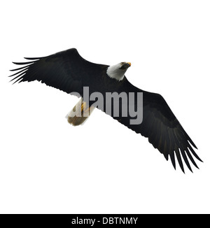 Soaring Bald Eagle Isolated On White Stock Photo