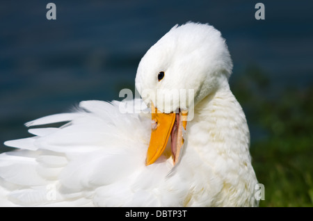 Portrait of White Pekin Duck (Anas platyrhynchos) Stock Photo