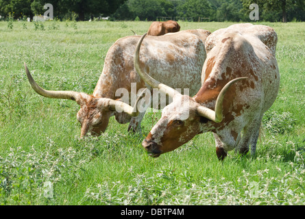 Texas Longhorn cattle grazing on the meadow Stock Photo