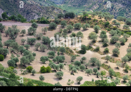 Olivenhain in Kalabrien - olive grove in Calabria 02 Stock Photo