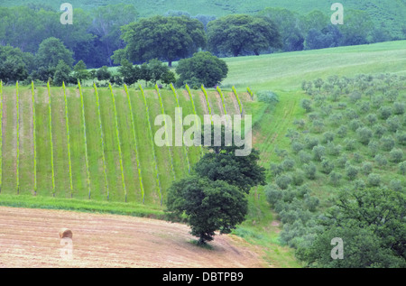 Toskana Weinberg - Tuscany vineyard 02 Stock Photo