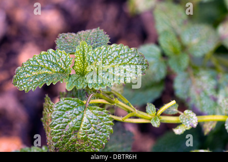 Closeup of Lemon Balm (Melissa officinalis) growing in a cultivated herb garden Stock Photo