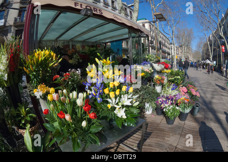 Flower stall on Las Ramblas, Barcelona, Catalunya, Spain, Europe Stock Photo