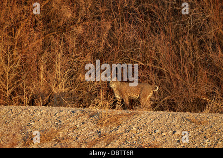 Bobcat (Lynx rufus), Bosque del Apache National Wildlife Refuge, New Mexico, United States of America, North America Stock Photo