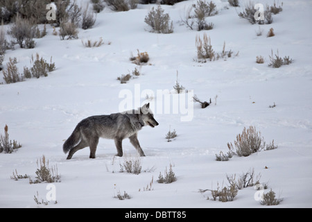 Gray wolf (Canis lupus) 755M of the Lamar Canyon Pack, Yellowstone National Park, Wyoming, USA Stock Photo