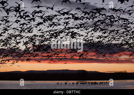 Lesser snow geese in flight at sunrise, greater sandhill cranes, Bosque del Apache National Wildlife Refuge, New Mexico, USA Stock Photo