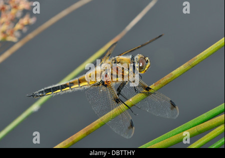 Male Four-spotted Chaser Dragonfly - Libellula quadrimaculata Stock Photo
