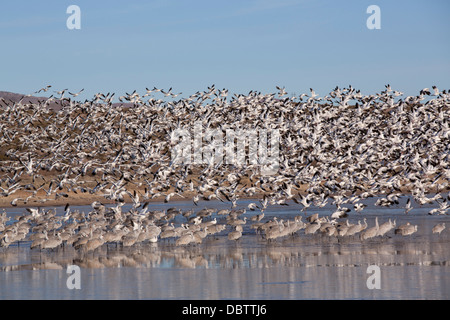 Lesser snow geese in flight, and greater sandhill cranes, Bosque del Apache National Wildlife Refuge, New Mexico, USA Stock Photo