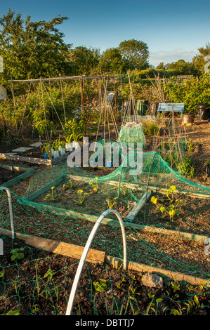 Raised vegetable beds covered in protective green netting in a UK allotment. Stock Photo