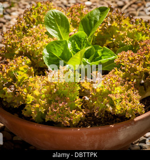 Baby Lollo Rosso and Little Gem lettuce leaves growing in a container garden in the UK. Stock Photo