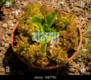 Baby Lollo Rosso and Little Gem lettuce leaves growing in a container on a sunny terrace. Stock Photo