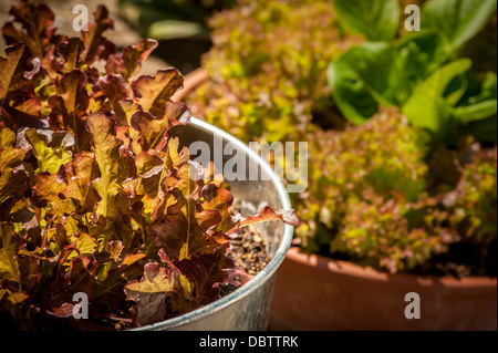 Baby Lollo Rosso and Little Gem lettuce leaves growing in containers.
