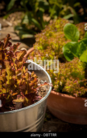 Baby Lollo Rosso and Little Gem lettuce leaves growing in containers.
