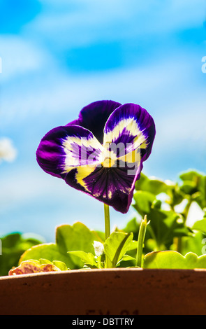 Single purple viola flower against blue sky. Stock Photo