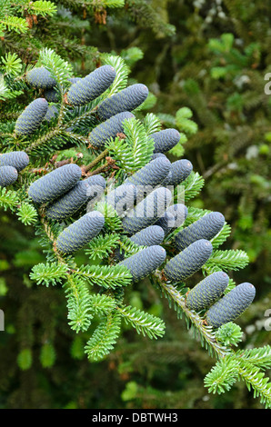 Korean fir (Abies koreana) Stock Photo