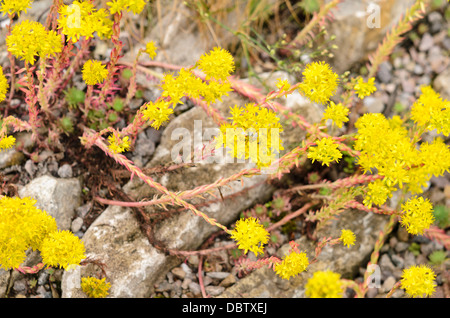 Reflexed stonecrop (Sedum rupestre syn. Sedum reflexum) Stock Photo