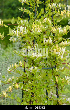 Common honeysuckle (Lonicera periclymenum 'Graham Thomas') Stock Photo