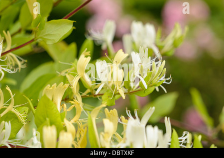 Common honeysuckle (Lonicera periclymenum 'Graham Thomas') Stock Photo