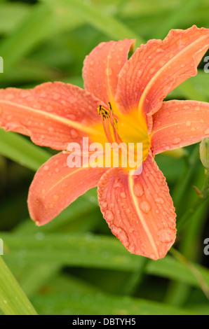 Day lily (Hemerocallis fulva) Stock Photo