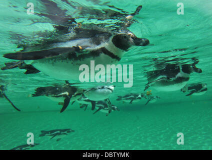 Real life Penguins and The Penguin from the Batman Live show meet on the new Penguin Beach at London Zoo. London, England - 22.08.11 Stock Photo