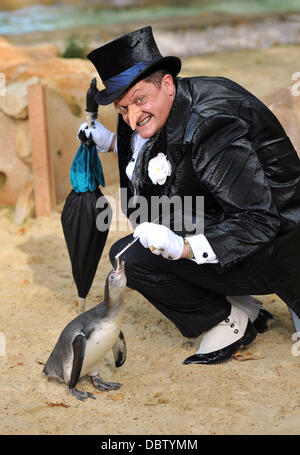 Real life Penguins and The Penguin from the Batman Live show meet on the new Penguin Beach at London Zoo. London, England - 22.08.11 Stock Photo