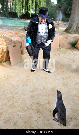 Real life Penguins and The Penguin from the Batman Live show meet on the new Penguin Beach at London Zoo. London, England - 22.08.11 Stock Photo