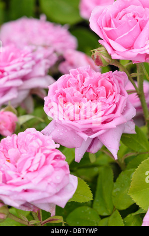 English Rose 'Mary Rose Stock Photo - Alamy