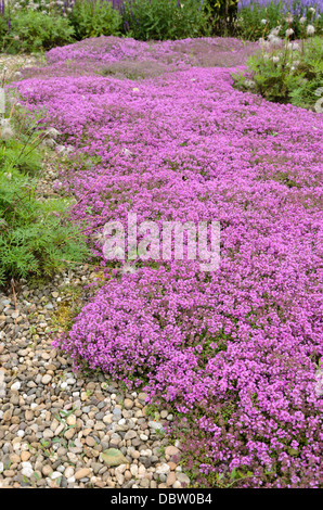 Wild thyme (Thymus serpyllum 'Coccineus') Stock Photo