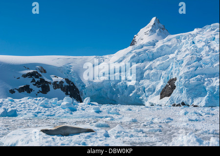 Leopard seal (Hydrurga leptonyx) in front of the glaciers of Cierva Cove, Antarctica, Polar Regions Stock Photo