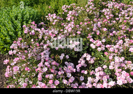 Ground cover rose (Rosa Lavender Dream) Stock Photo