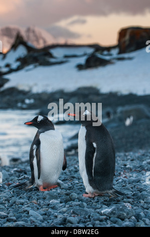 Penguin colony on half Moon Bay, South Shetland Islands, Antarctica, Polar Regions Stock Photo