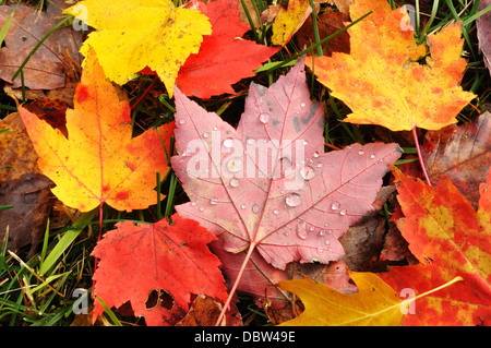 Autumn leaves - maple leaves Stock Photo