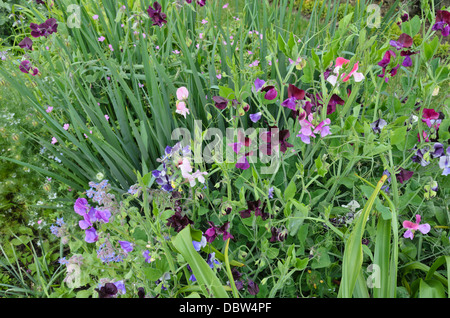 Sweet pea (Lathyrus odoratus) Stock Photo