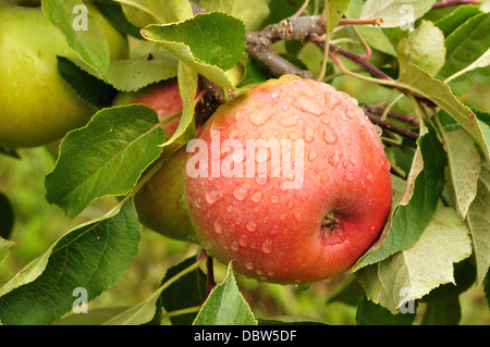 Apple growing on an apple tree Stock Photo