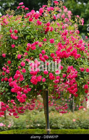 Rambler (Rosa Super Excelsa) Stock Photo