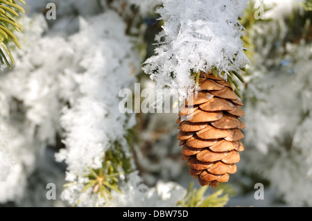Pine cone on snow covered branch in winter Stock Photo