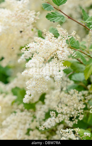 Ocean spray (Holodiscus discolor var. ariifolius) Stock Photo