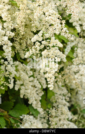 Ocean spray (Holodiscus discolor var. ariifolius) Stock Photo