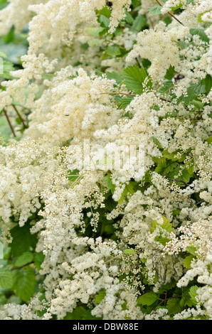 Ocean spray (Holodiscus discolor var. ariifolius) Stock Photo