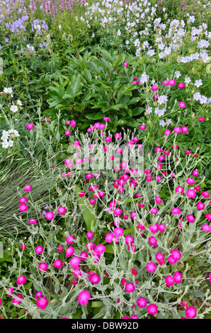 Crown pink (Lychnis coronaria syn. Silene coronaria) and cranesbill (Geranium) Stock Photo