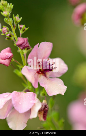 Mullein (Verbascum Southern Charm) Stock Photo