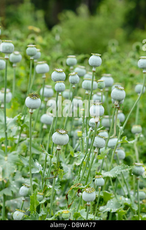 Opium poppy (Papaver somniferum) Stock Photo