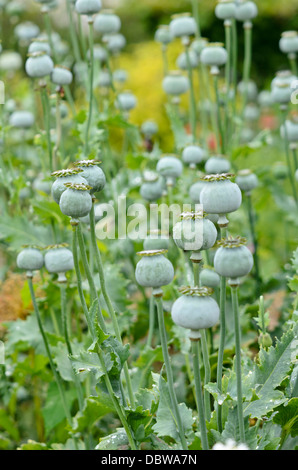 Opium poppy (Papaver somniferum) Stock Photo