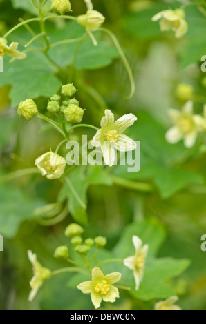 White bryony (Bryonia dioica syn. Bryonia cretica) Stock Photo