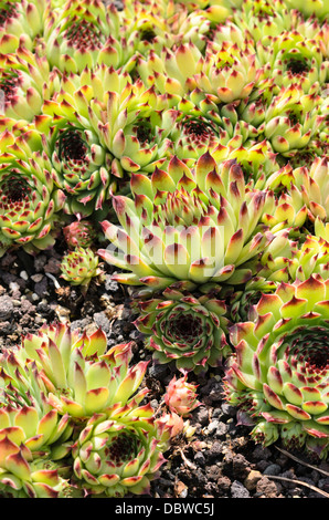 Houseleek (Sempervivum calcareum) Stock Photo