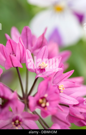 Allium oreophilum - Pink Lily Leek Stock Photo