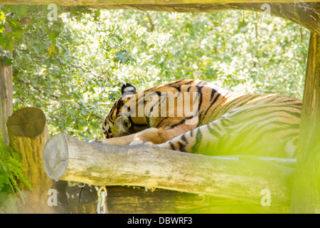 Cute siberian tiger sleeping during the day Stock Photo